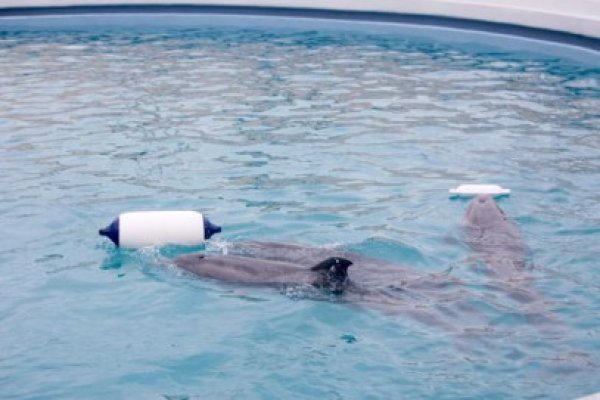 Complexul Muzeal primeşte despăgubiri de 120 de mii de euro pentru delfinul Pei Pei